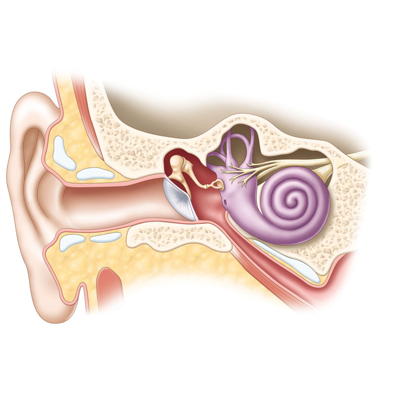 ear-sm