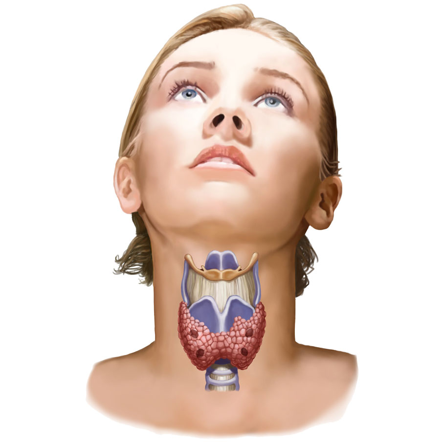 thyroid-sq